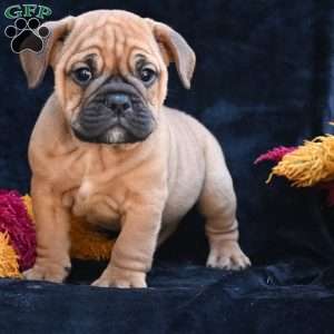 Bruno, Miniature Bulldog Puppy